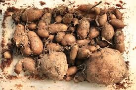 African Potato plant