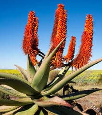 Aloe Ferox (Cape Aloe) plant