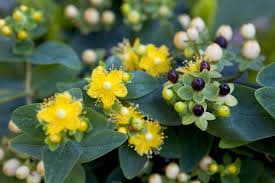 St. John's Wort plant