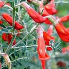 Sutherlandia plant