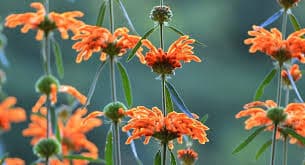 Wild Dagga plant