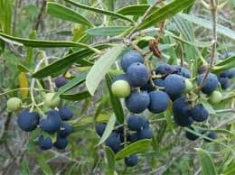 Wild Olive plant